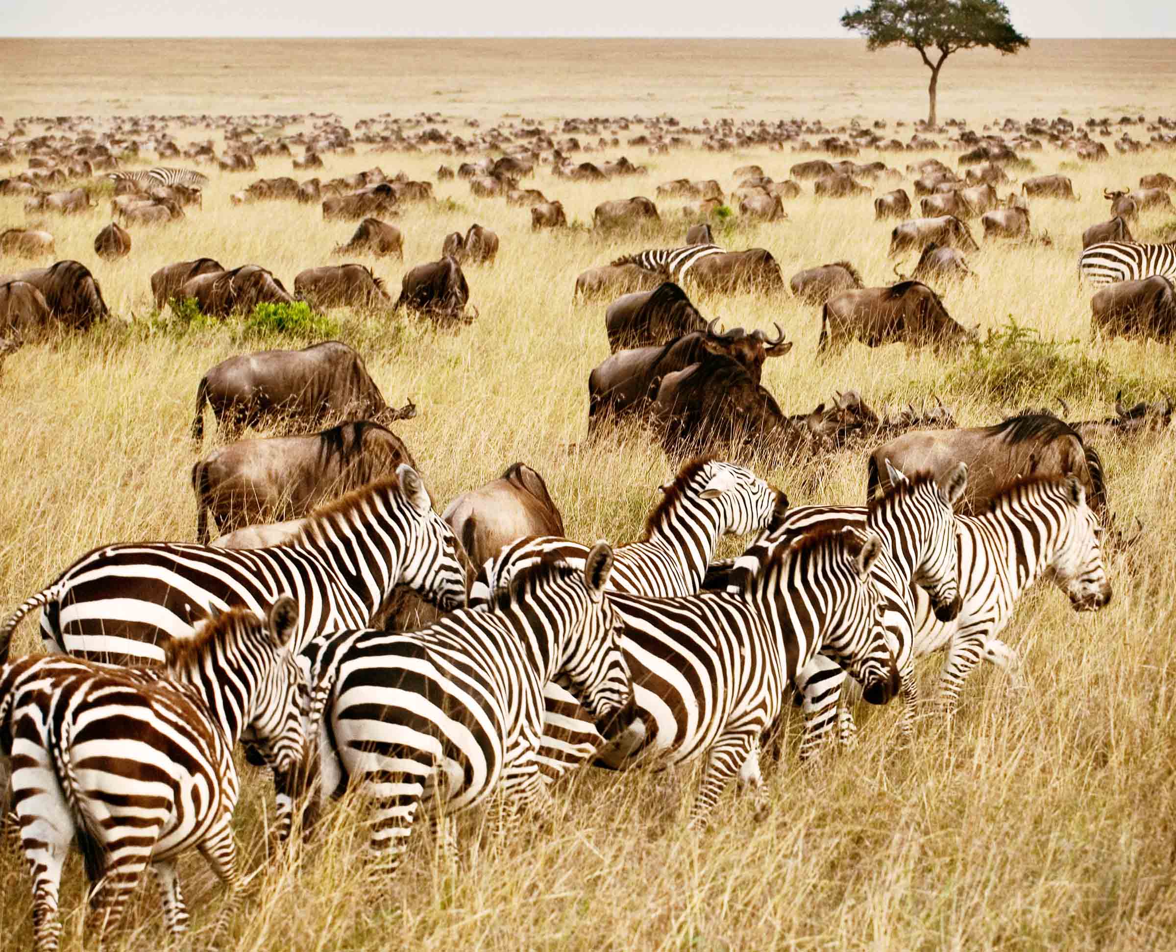 東非五國-動物大遷徙、維多利亞瀑布