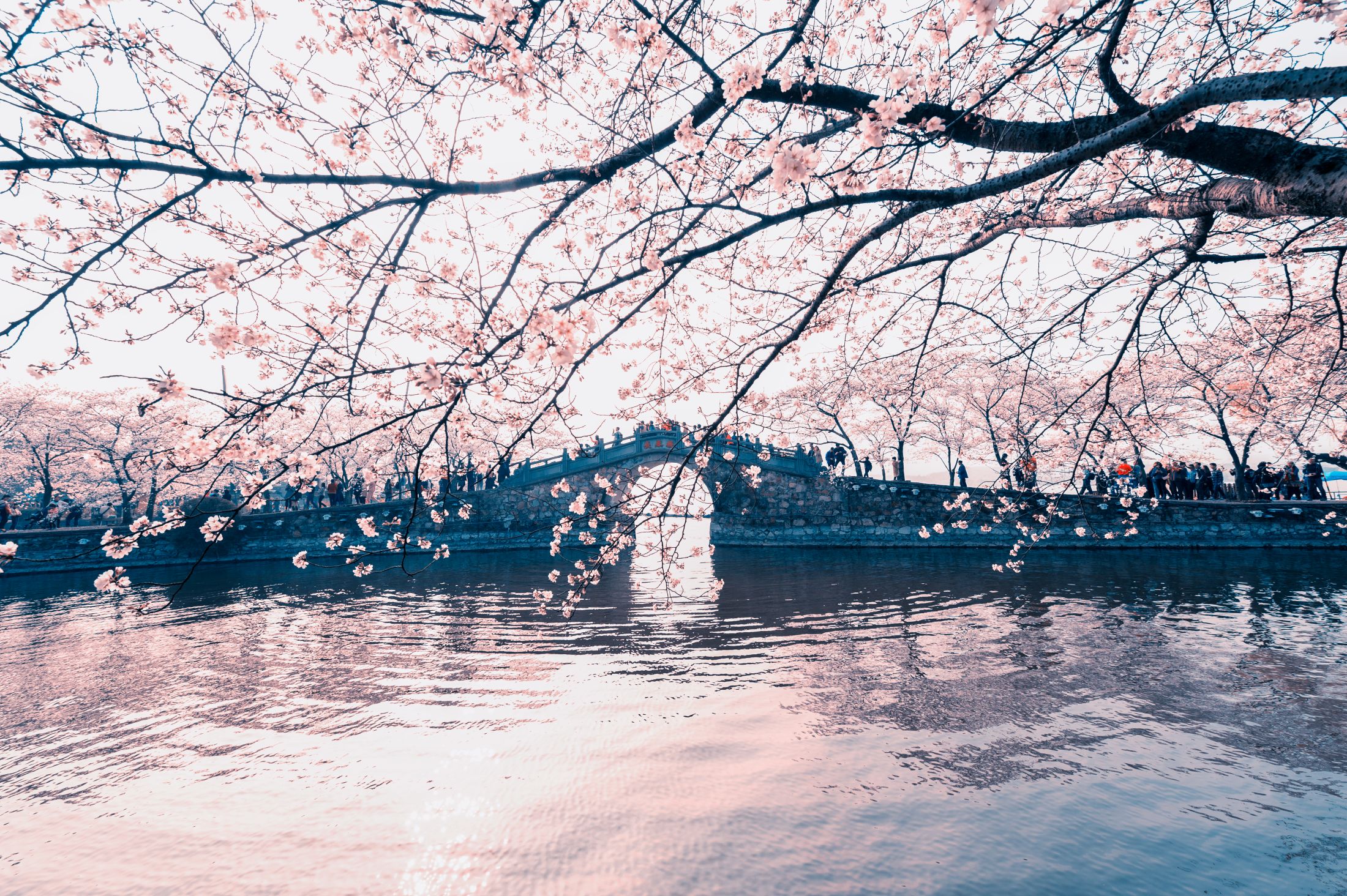 晴友讀中：江南雙水鄉~黿頭渚櫻花季6日