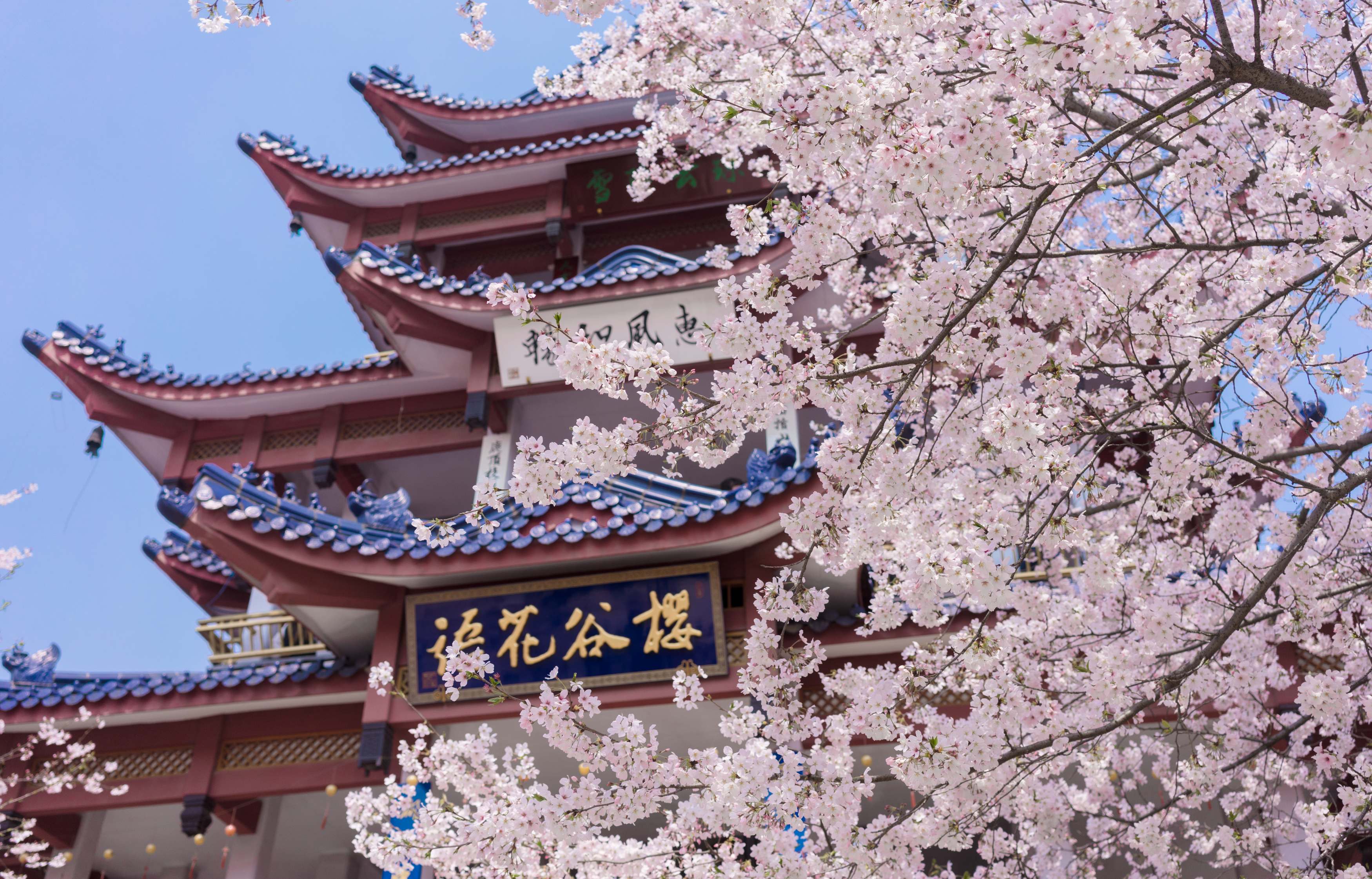 晴友讀中：慢遊江南~黿頭渚櫻花季9日