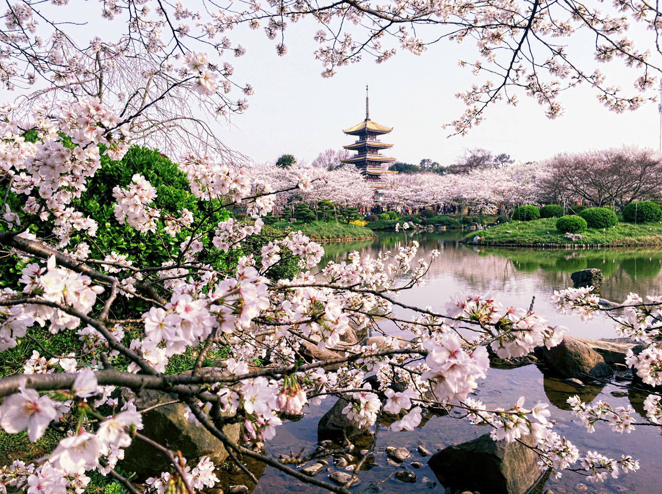 晴友讀中：九寨溝.長江三峽~美維凱旋號-6樓行政套房.世界三大櫻花之都-武漢14日