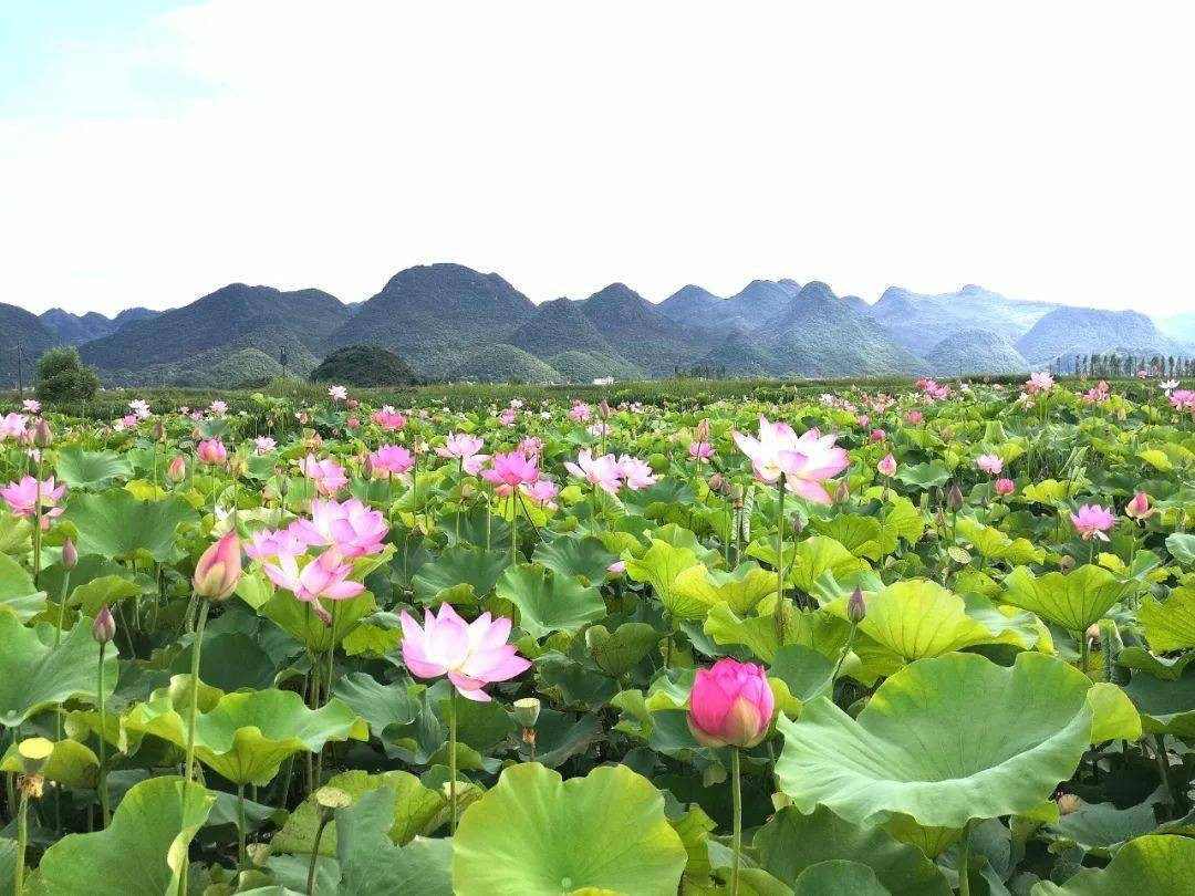 晴友讀中：東川紅土地.元陽梯田.西雙版納.普者黑荷花季.順德10日
