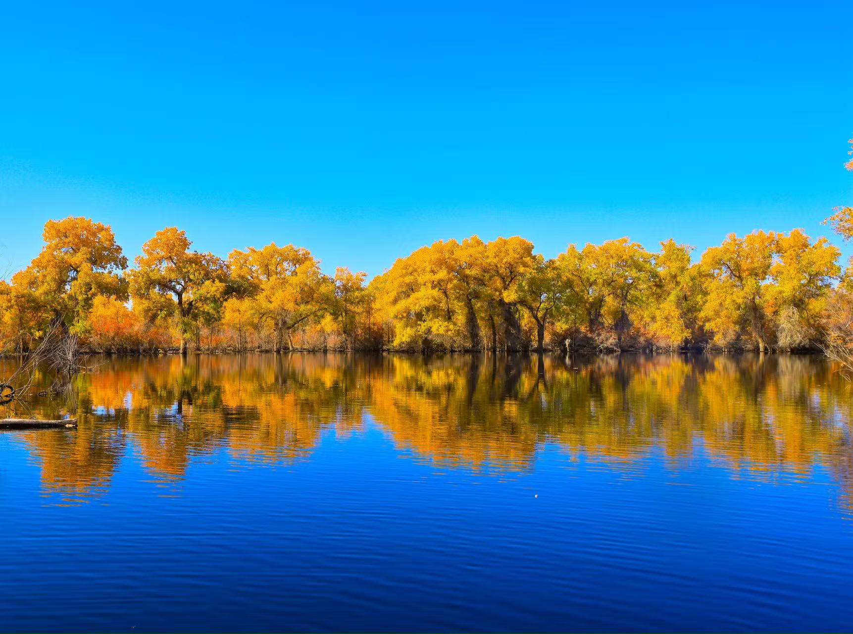 測試中：南疆大漠帕米爾.昆侖腳下駝鈴悠~胡楊季13日