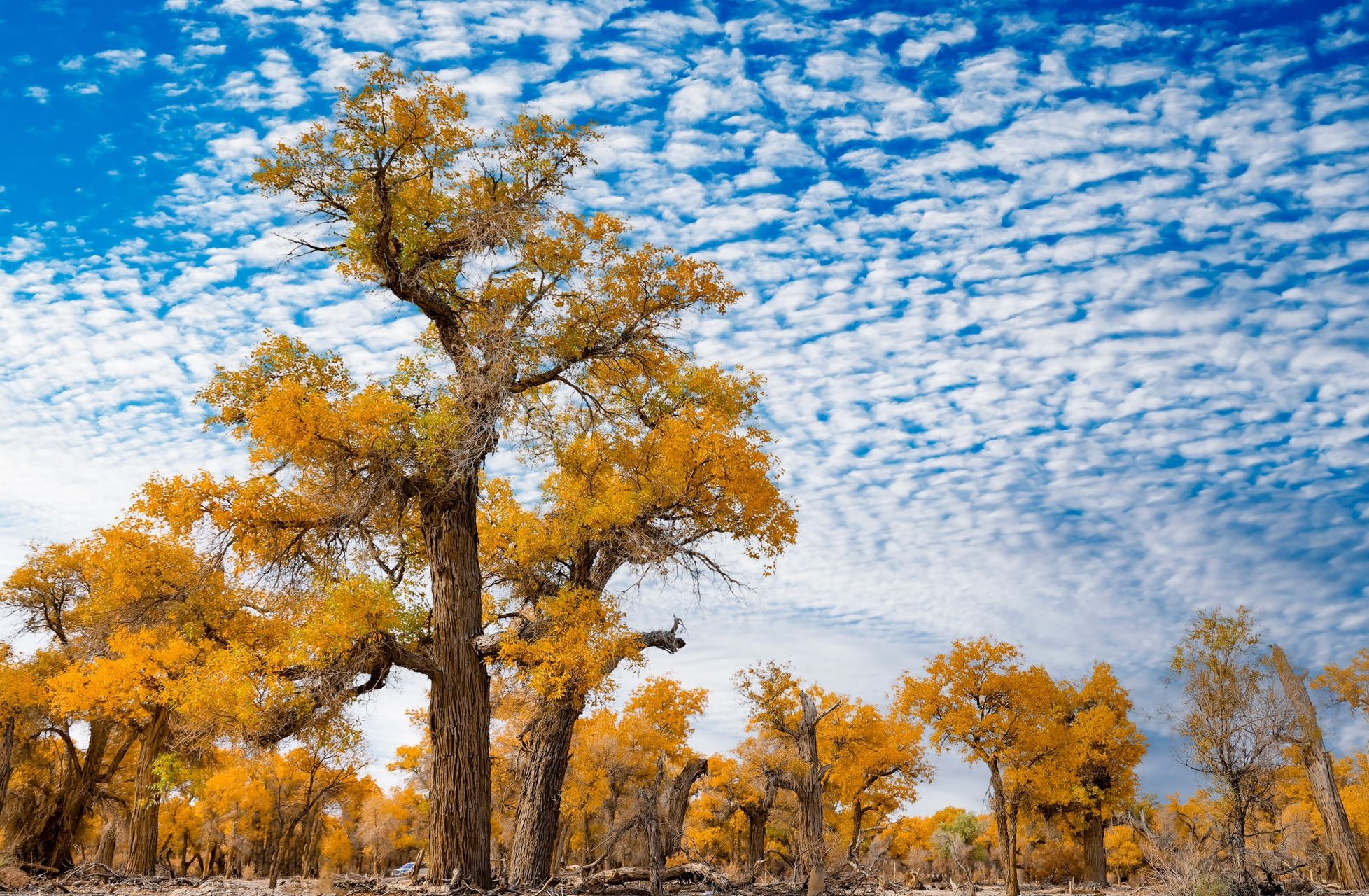 晴友讀中：南疆大漠帕米爾.昆侖腳下駝鈴悠~胡楊季13日