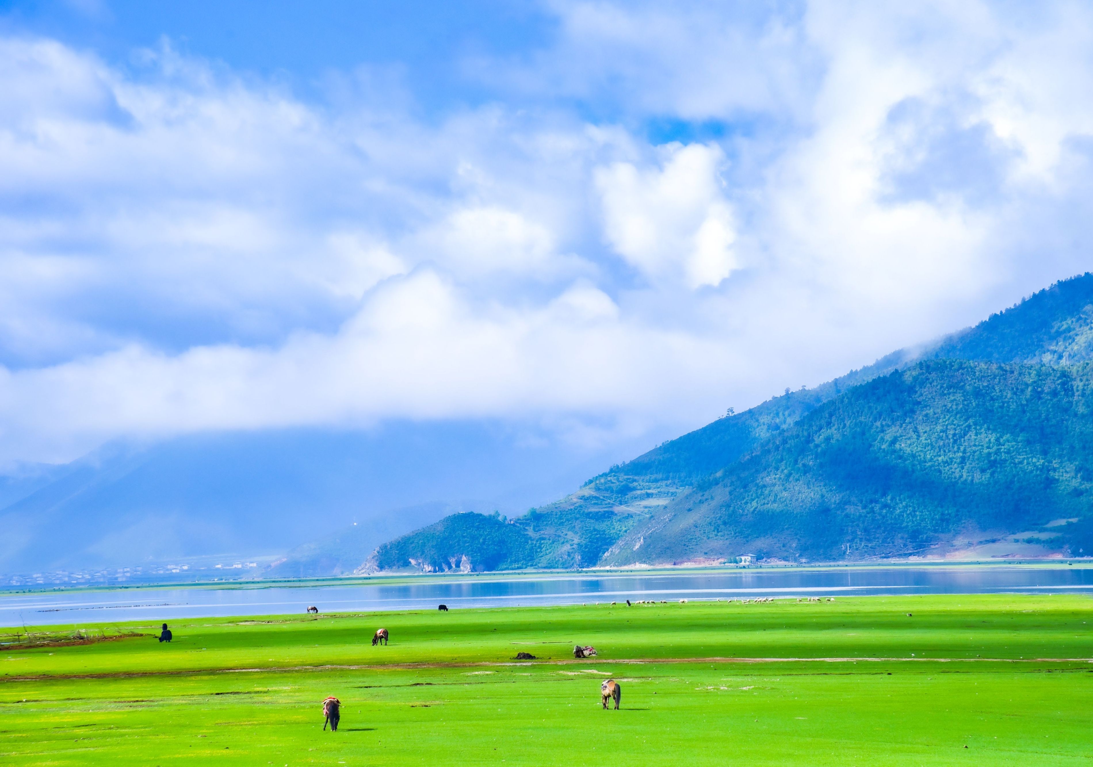 晴友讀中：昆明.大理.麗江.香格里拉10日