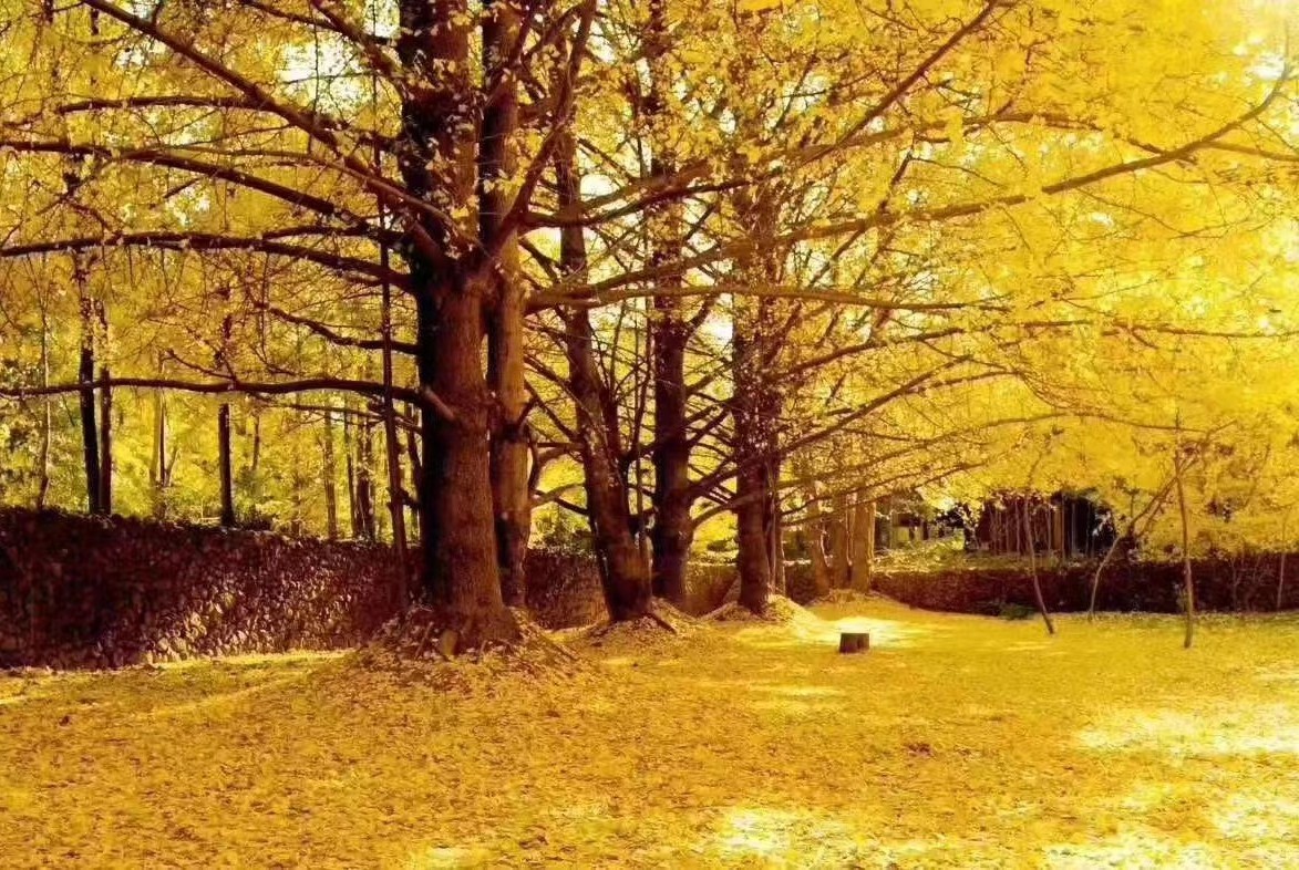 測試中：騰衝銀杏村.昆明.大理.麗江.香格里拉10日