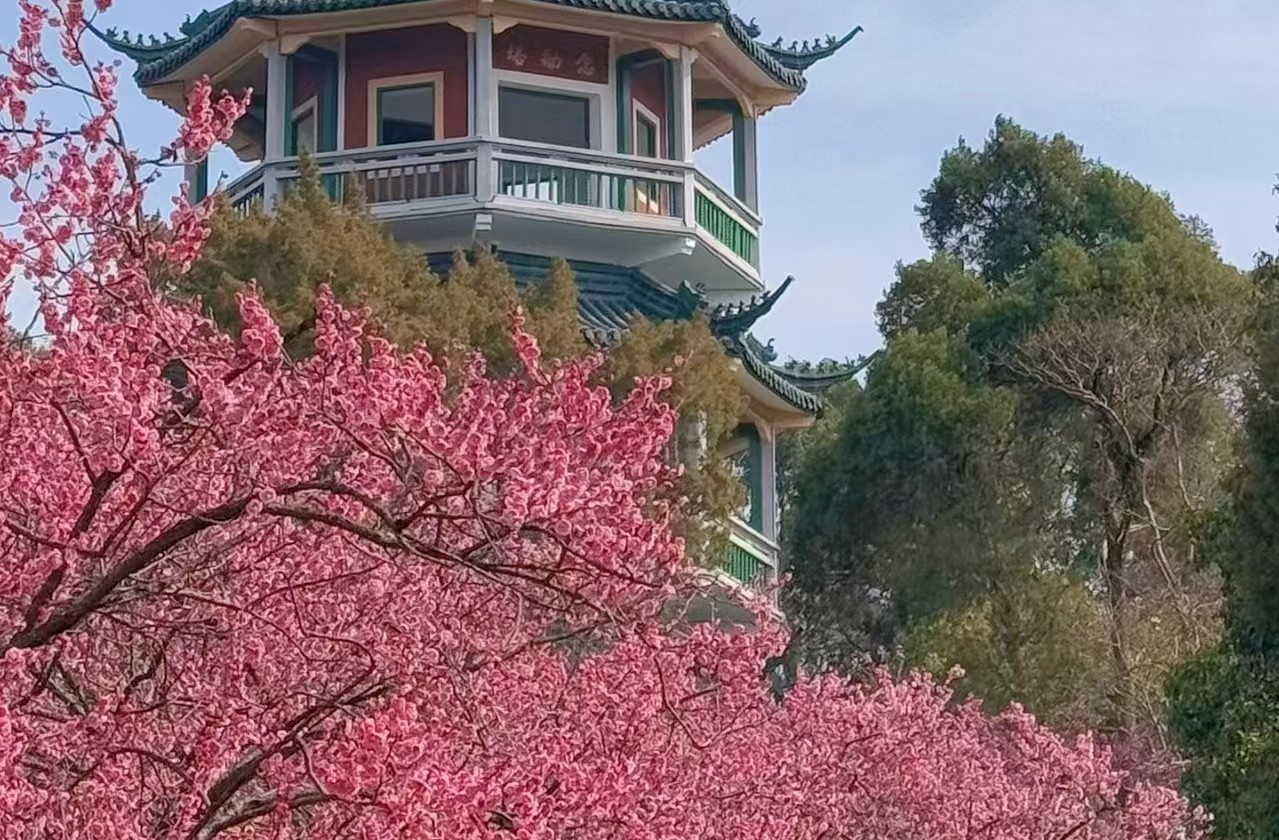 晴友讀中：江南雙水鄉~鍚上梅梢6日
