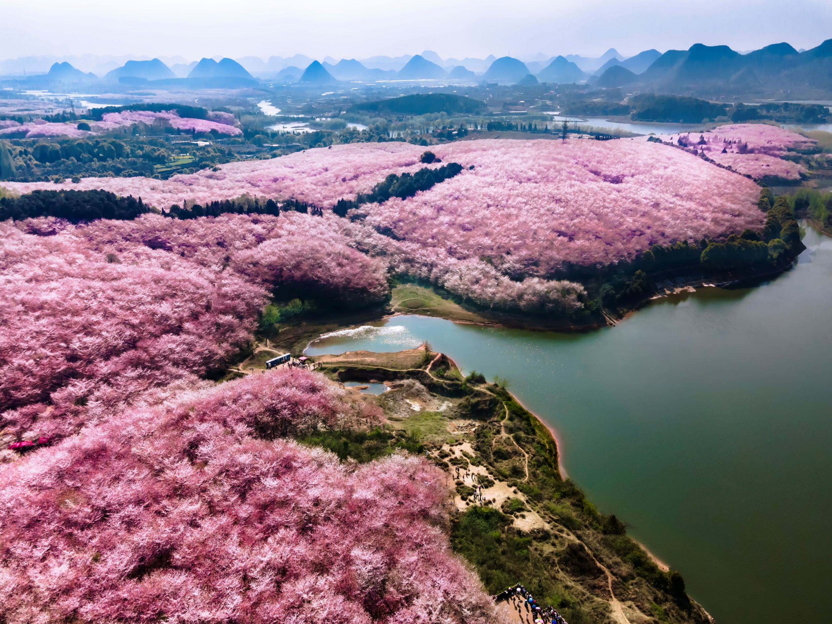 晴友讀中：貴州奇峰碧水-羅平油菜花+平壩賞櫻花10日