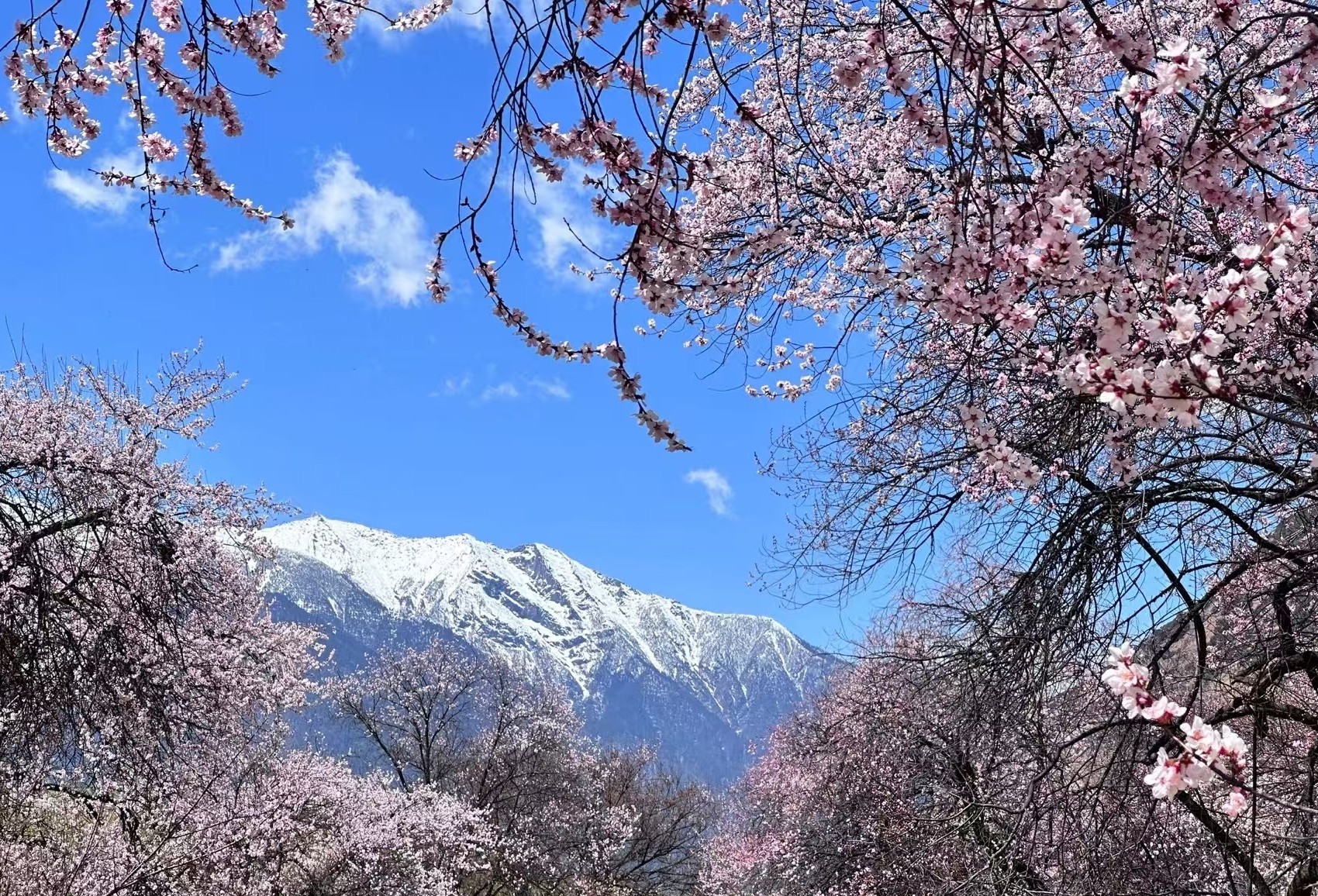 晴友讀中：西藏珠峰大本營.青藏鐵路上行-林芝桃花季15日
