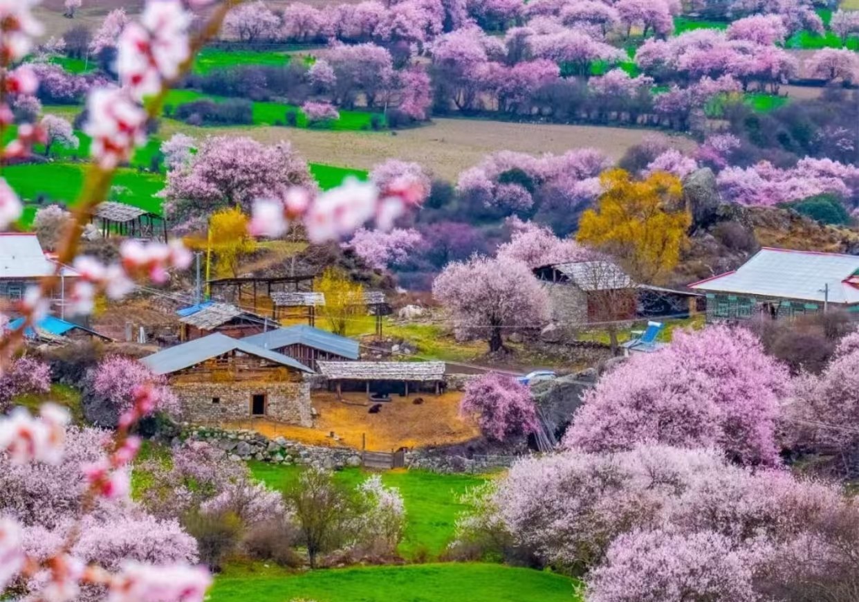 晴友讀中：西藏峰景聖湖.青藏鐵路-林芝桃花季13日