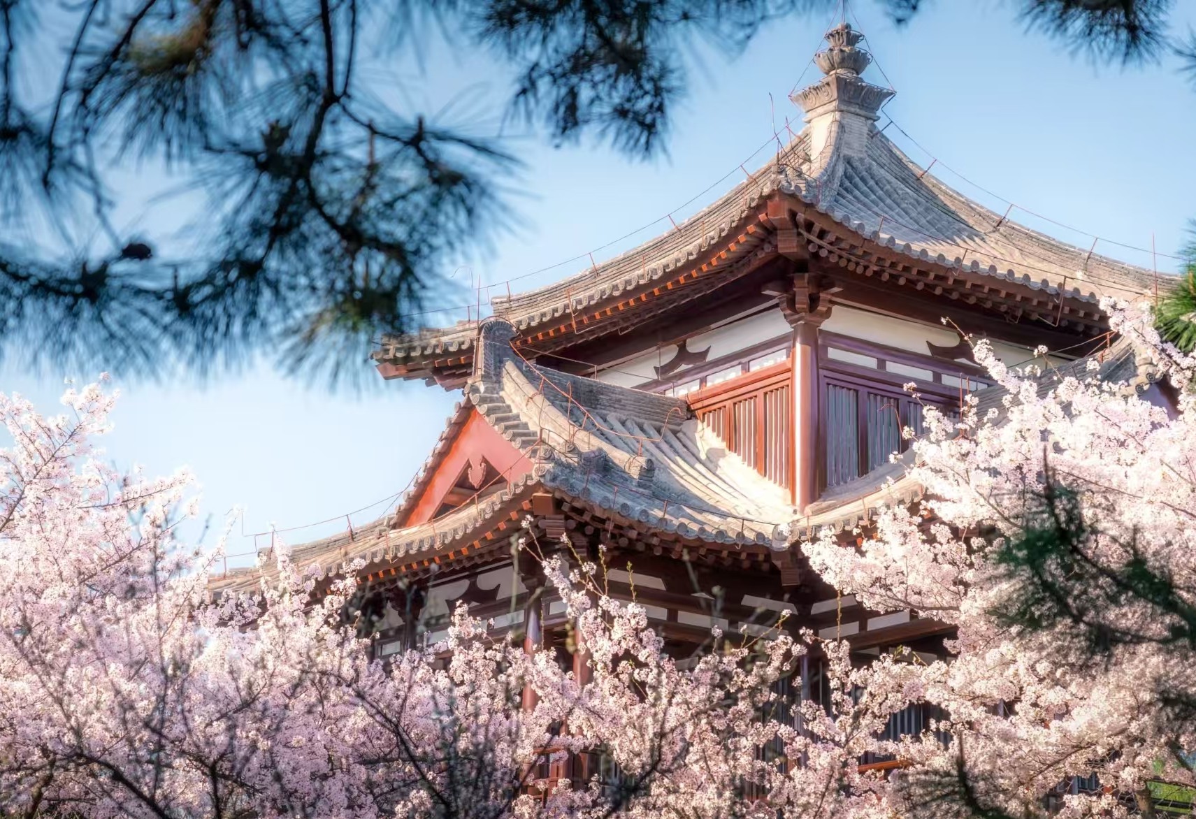 晴友讀中：西安古都.漢中油菜花+青龍寺櫻花8日